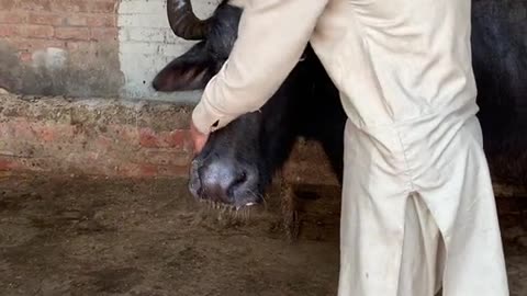 fair&lovely White Cow #Funnyvideo2023 #subscribe_my_youtbe_channel