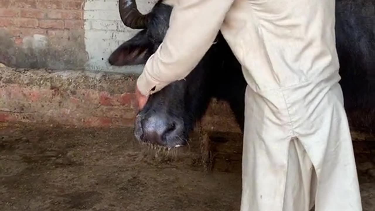 fair&lovely White Cow #Funnyvideo2023 #subscribe_my_youtbe_channel