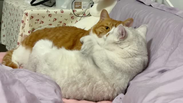 Found two cats secretly falling in love
