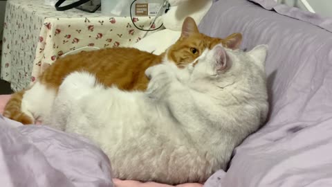 Found two cats secretly falling in love