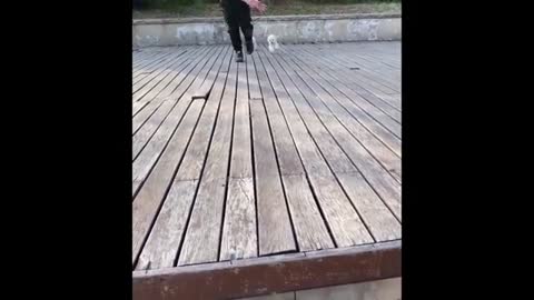 Smart dog