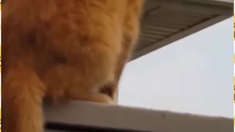 Baby cute cat
