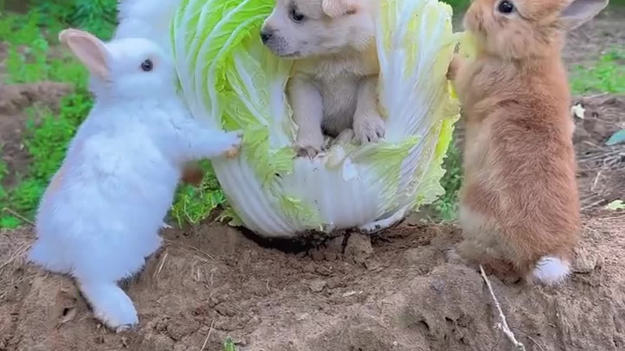 Funny Cute dog playing 😂 NatureFlix