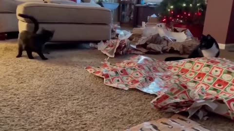 New Funny Animals 😂 Funniest Cats and Dogs Videos 😺🐶 #323