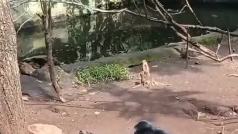 Funny Monkey