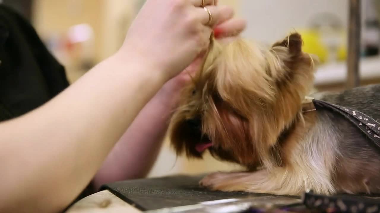 Woman professional hairdresser for dogs dresses an elastic band on the dog's head making tails