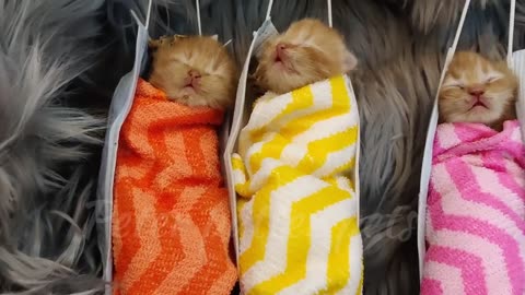 happy playing cats