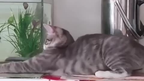 Funny cat and dogs ---- episode _cat _shorts _dog _animals _fail