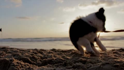 Puppy playing at the beach