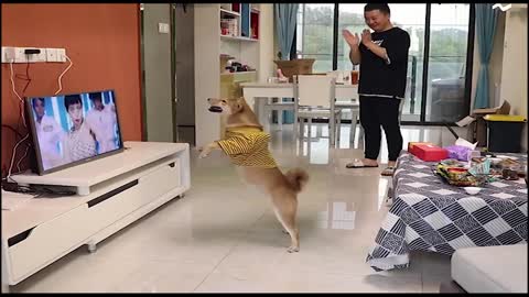 The dog farts loudly