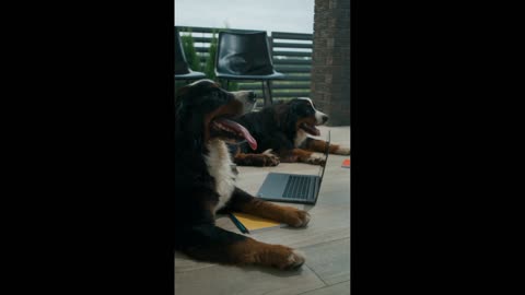 COUPLE DOG'S GET BORED