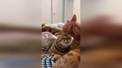 FUNNY WITH ANIMALS 2022/ Funny animals / Fun with cats and dogs