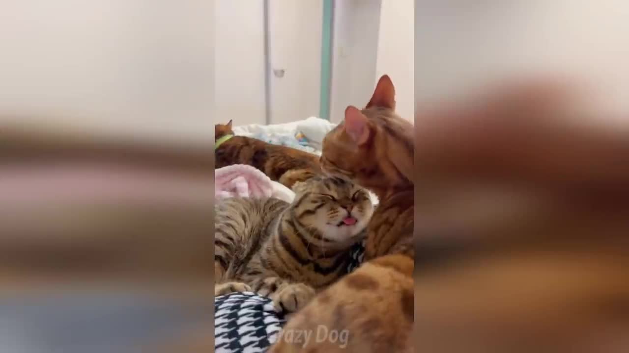 FUNNY WITH ANIMALS 2022/ Funny animals / Fun with cats and dogs