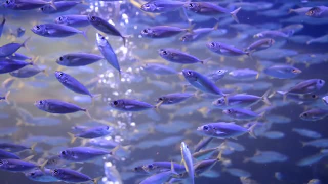Fish at the bottom of the ocean