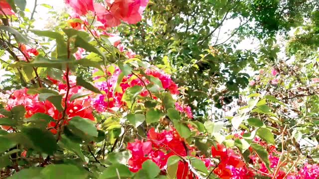 Beautiful Nature Bougainvillea | Beautiful Sri Lanka | Greeny Ceylon