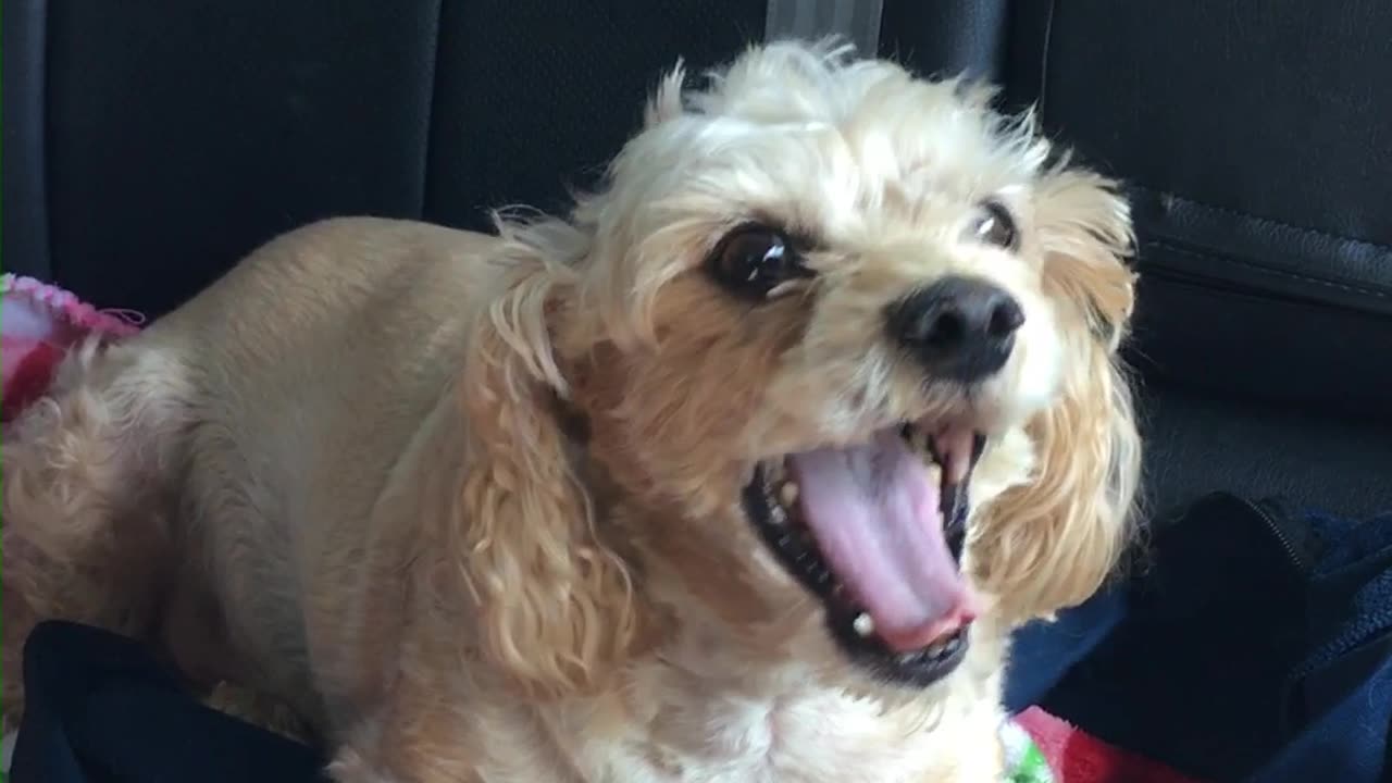 Ziggy's Typical Monday Work Day. βββπβπ¦Ίππβπ¦Ίβββ #friend #bestfriend #ziggy #15years #breed #alarm
