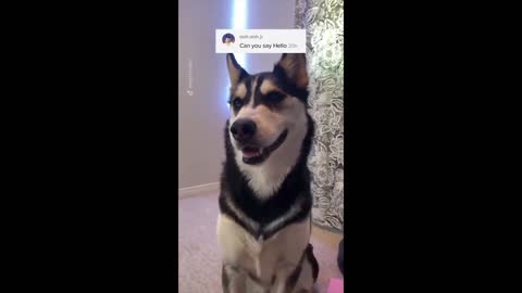 This crazy & funny dogs will make your day