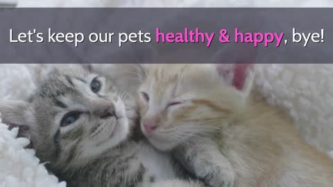 CUTEST CAT NAMES