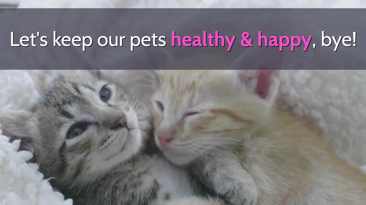 CUTEST CAT NAMES
