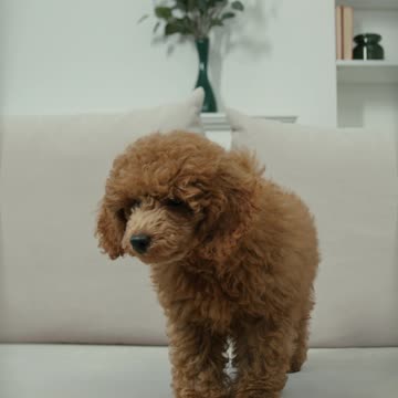 Cute Little Doggy Playing On The Couch :D