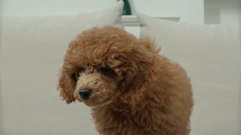 Cute Little Doggy Playing On The Couch :D