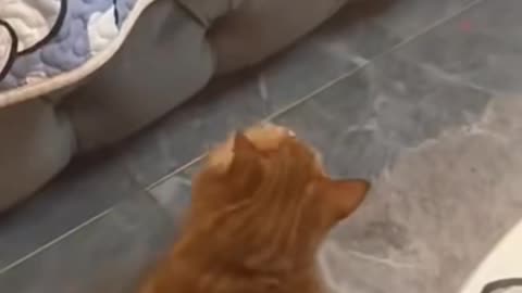 Viral