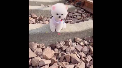 VALENTINE'S WEEK SPECIAL - Funniest Animals- BEST OF 2022 FEBRUARY