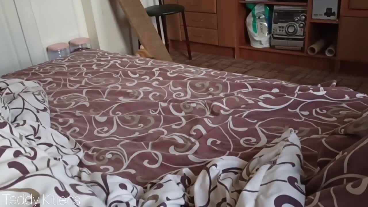 Anabel the cat thinks she is a dog