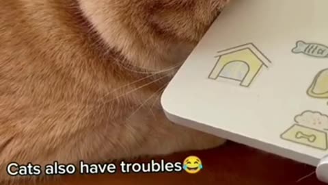 OMG So Cute Cats ♥ Best Funny CatVideos 2021 #Shorts