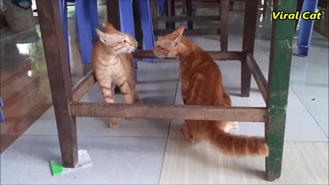 Cats Fighting and Meowing - These Two are Bloody Brothers | Viral Cat