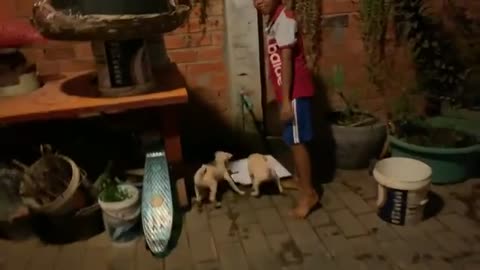 Cute Puppies Lovely Pets - Hungry Dinner GiGi JuJu - Friendly Animal