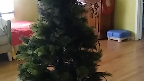 CHRISTMAS TREE LIGHTSHOW