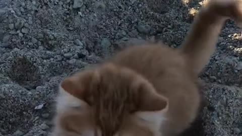 Kitten Beach Day