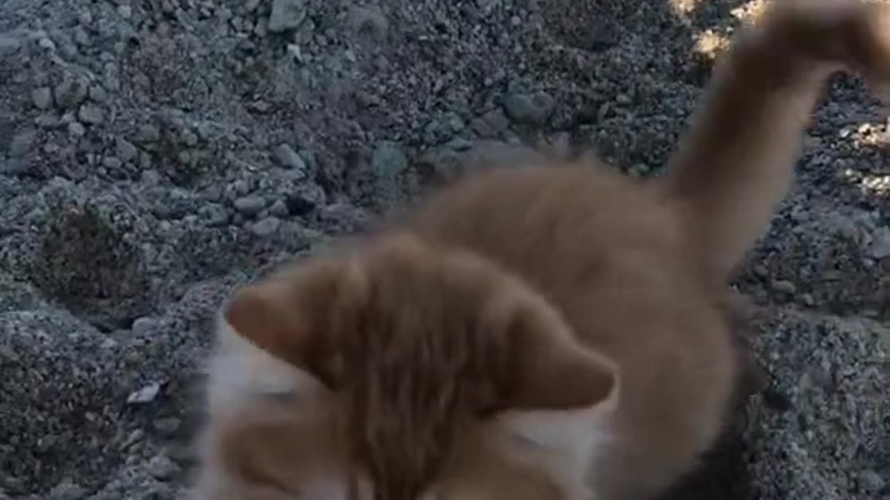 Kitten Beach Day