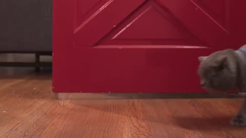 The Purrfect Protocol: Aaron's Animals Unleash the World's Most Obedient Feline