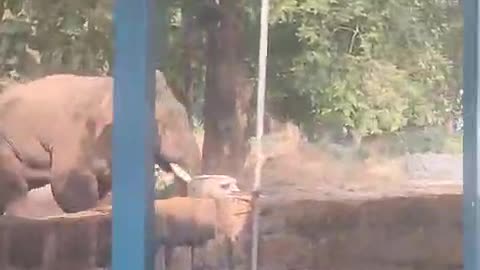 Elephant attack