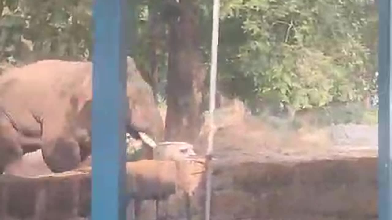 Elephant attack