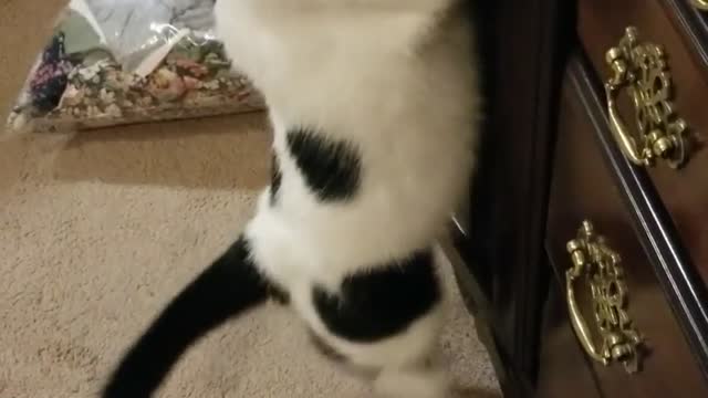 Funny Cats - 🐱🐱 Doors are meant to remain open