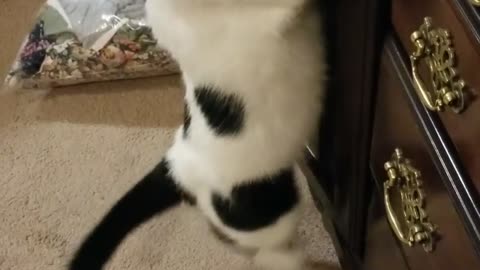 Funny Cats - 🐱🐱 Doors are meant to remain open