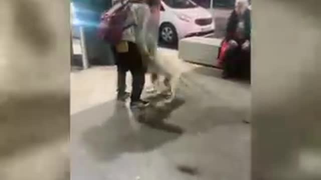 Funny Dogs video clip
