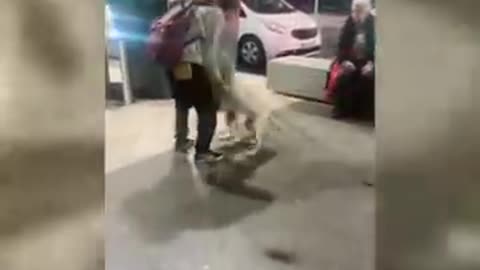 Funny Dogs video clip