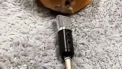 Dog funny moments#dog #funny#petstory #foryoupage