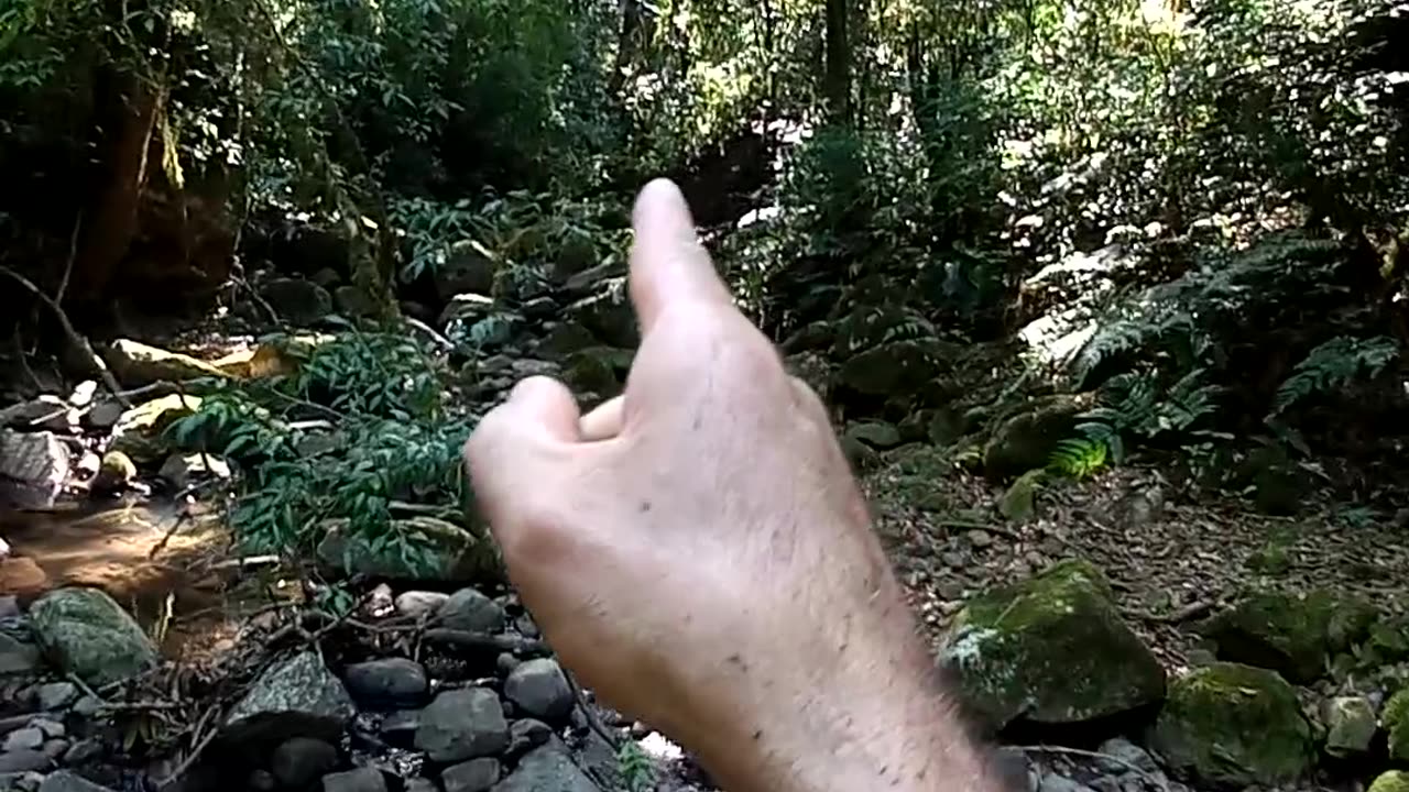 E seque a trilha na procura das canios