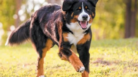 Bernese Mountain Dog: Ultimate Guide