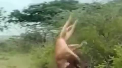 a buffalo fighting for the life of her fellow that attacked by lion .