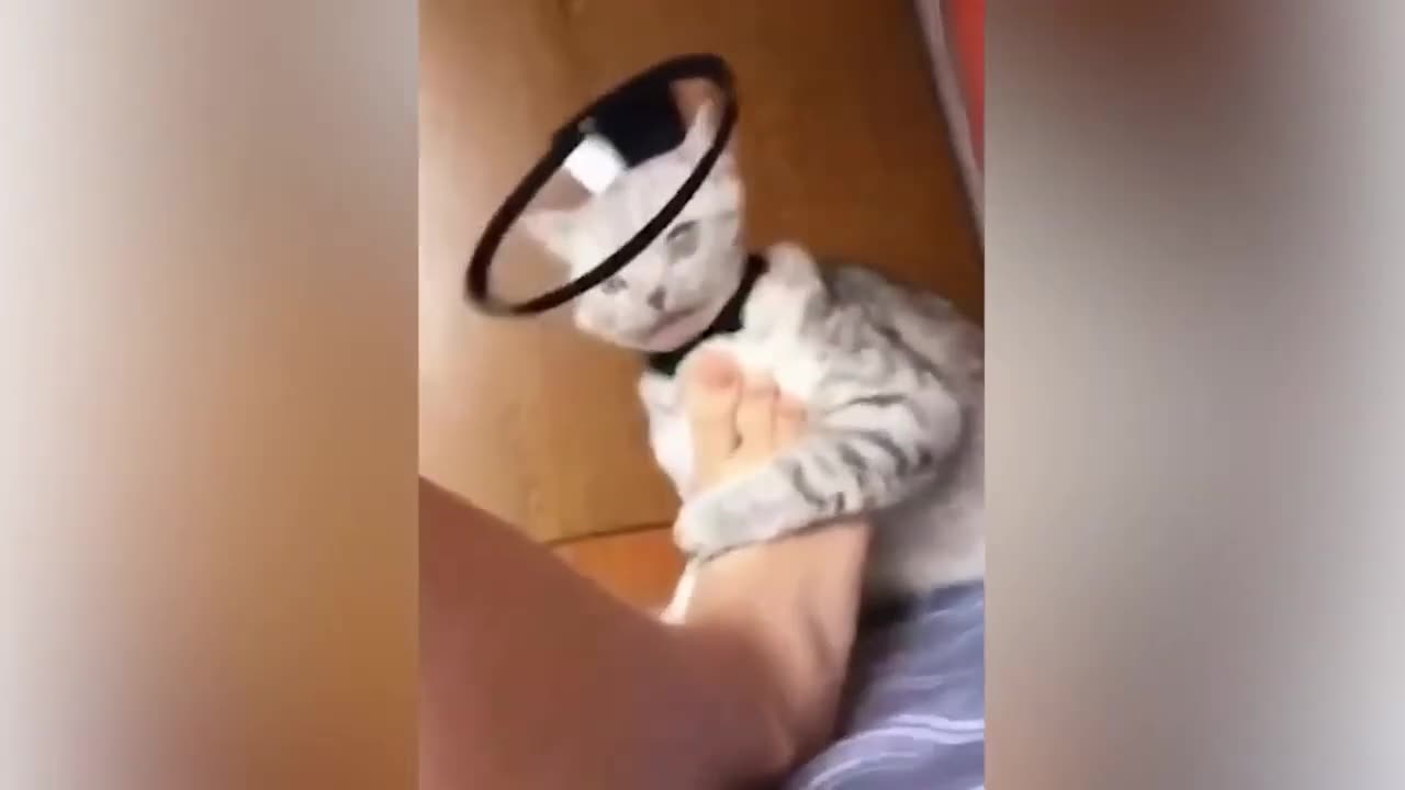 The ending 🤣😂 funny animals