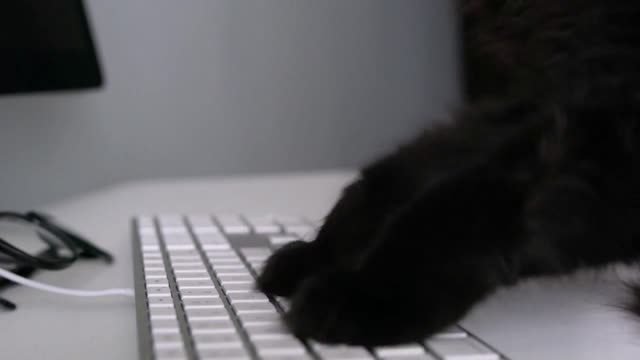 Black cat is typing text on a computer keyboard
