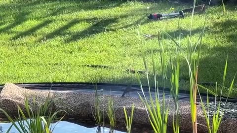 What a great looking pond this turned out to be! 💧