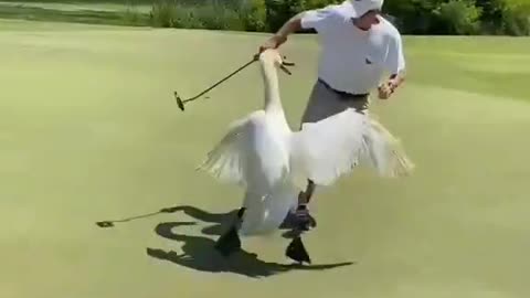 All big birds be like 😅