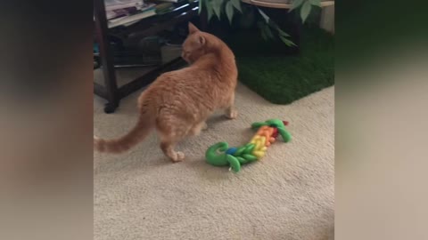 the Orange Meanie